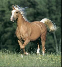 palomino17.jpg